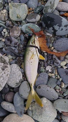 ワカシの釣果