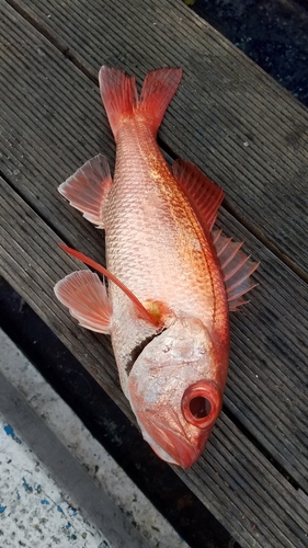 アカムツの釣果