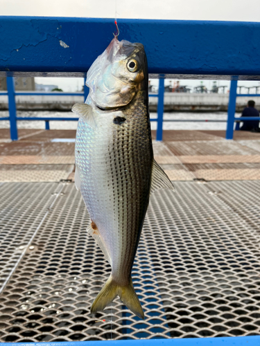 コノシロの釣果