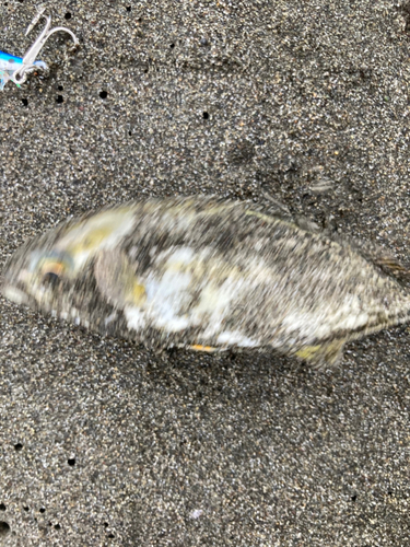 ショゴの釣果