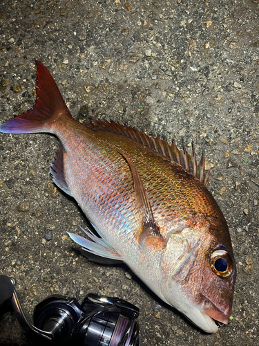 マダイの釣果