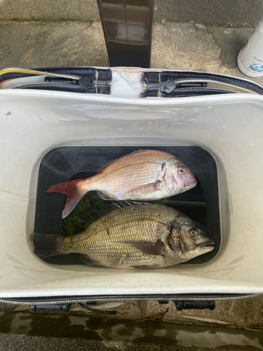 クロダイの釣果