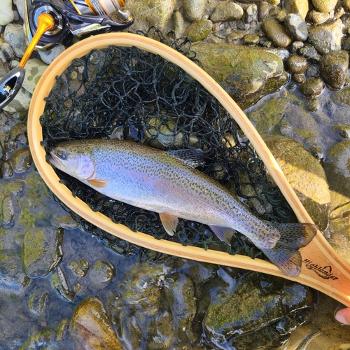 ニジマスの釣果