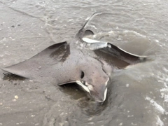 ナルトビエイの釣果