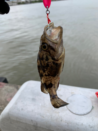 クロソイの釣果