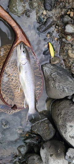 イワナの釣果