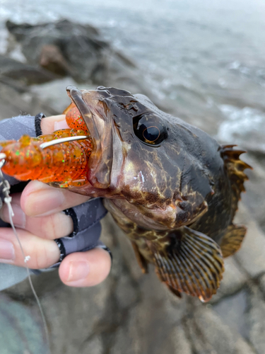 タケノコメバルの釣果