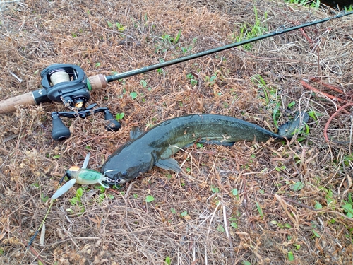 ナマズの釣果