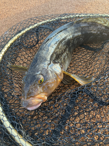 アブラコの釣果