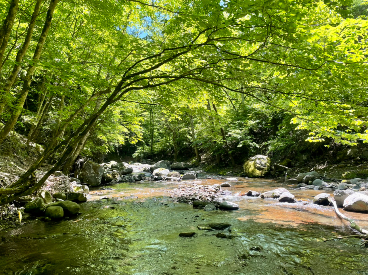 イワナ