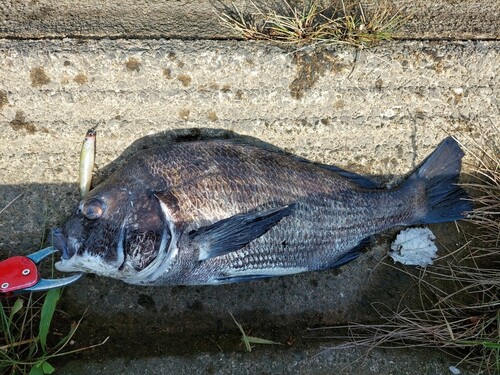 チヌの釣果