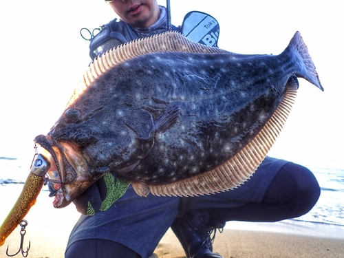 マゴチの釣果