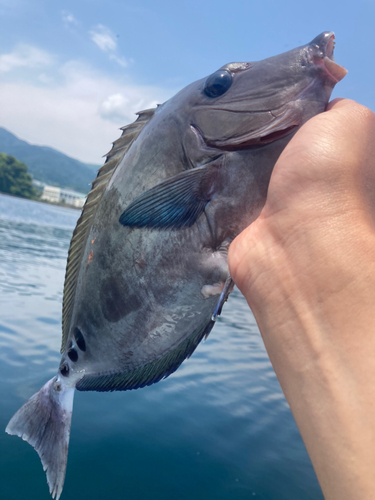 サンノジの釣果