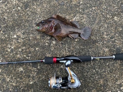 ムラソイの釣果