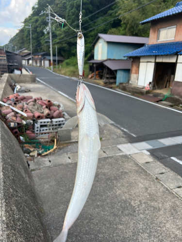 エソの釣果