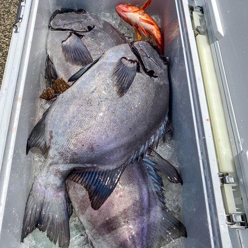 イシダイの釣果