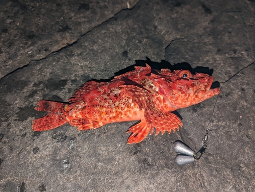 カサゴの釣果