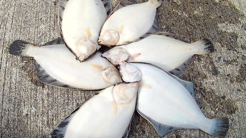 カレイの釣果