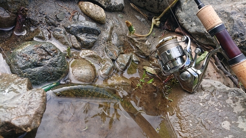 オショロコマの釣果