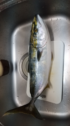 ハマチの釣果