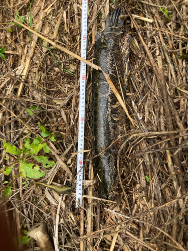 カムルチーの釣果