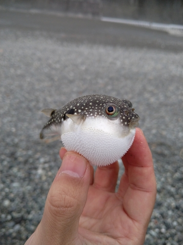 キスの釣果