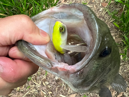 ブラックバスの釣果