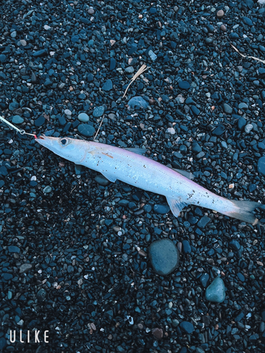 カマスの釣果