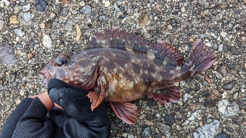 カサゴの釣果