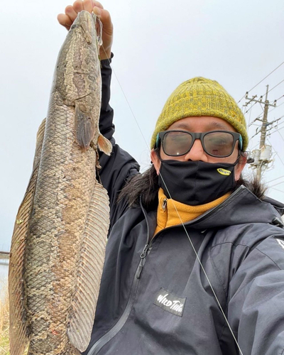 ライギョの釣果