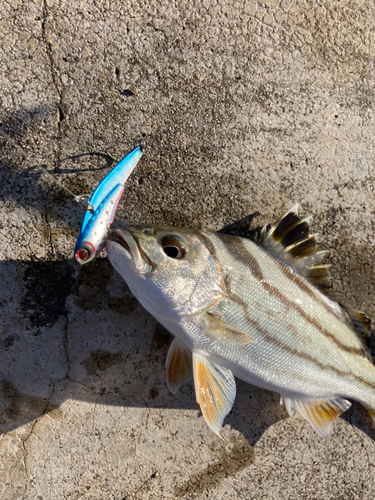 コトヒキの釣果