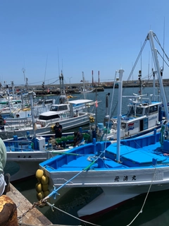 ショウサイフグの釣果