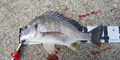 キビレの釣果