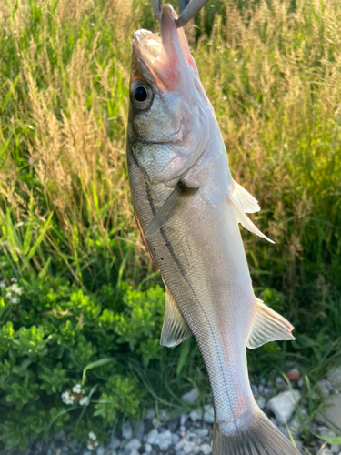 セイゴ（マルスズキ）の釣果