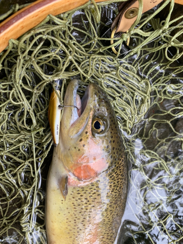 ニジマスの釣果