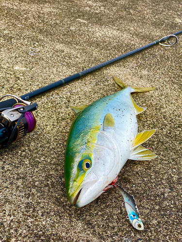 イナダの釣果