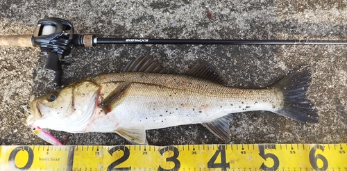 シーバスの釣果