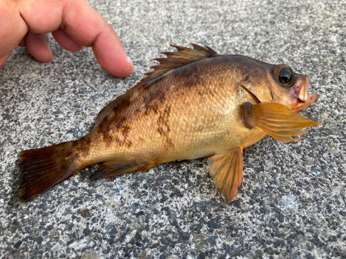 キンメバルの釣果