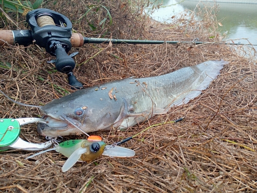 ナマズの釣果