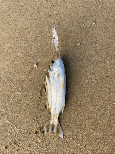 コトヒキの釣果