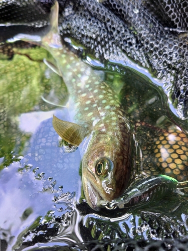 エゾイワナの釣果