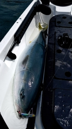 ブリの釣果