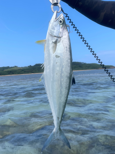 イケカツオの釣果