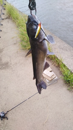 アメリカナマズの釣果