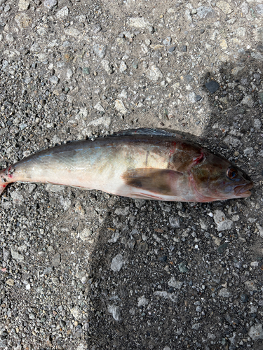 ホッケの釣果