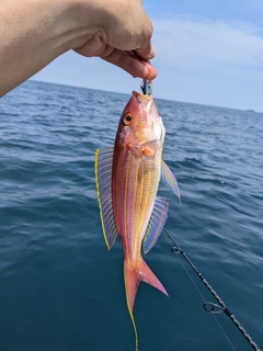 イトヨリダイの釣果