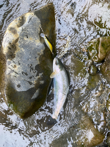 ニジマスの釣果