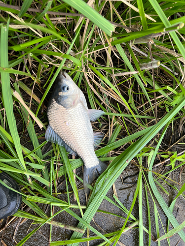 ヘラブナの釣果