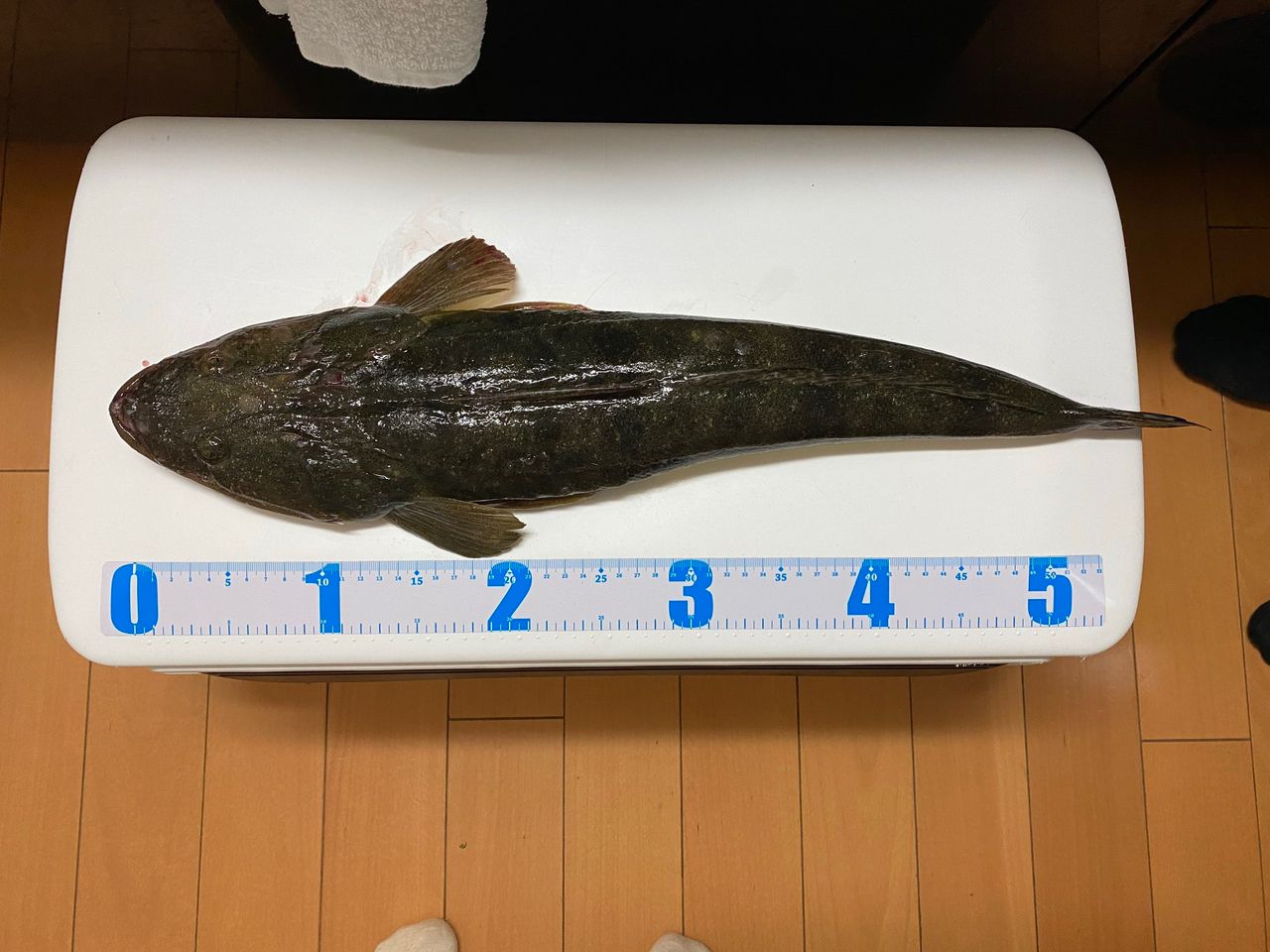 マゴチ