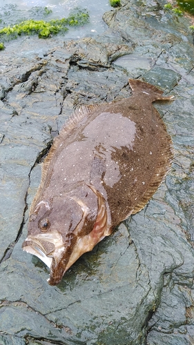 ヒラメの釣果